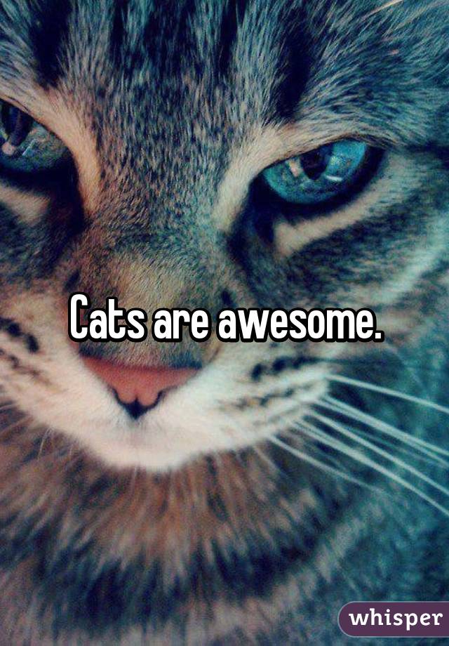 Cats are awesome.