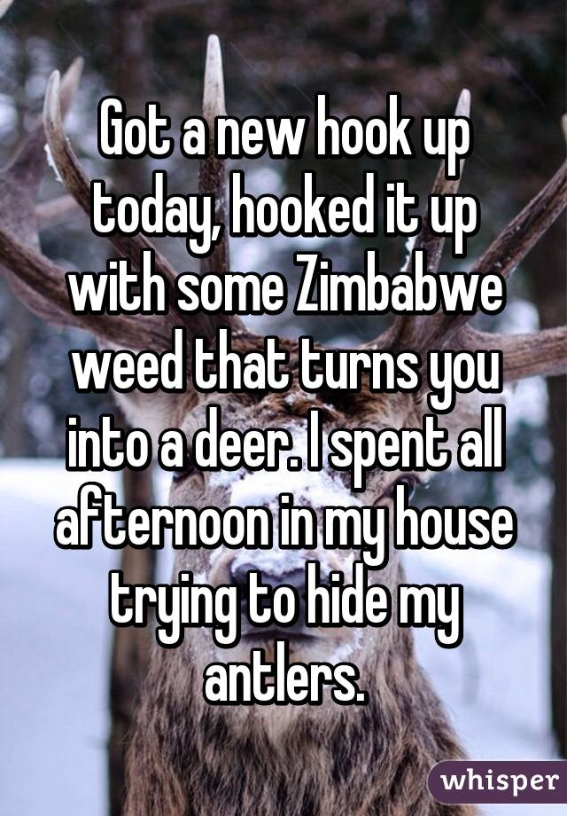 Got a new hook up today, hooked it up with some Zimbabwe weed that turns you into a deer. I spent all afternoon in my house trying to hide my antlers.