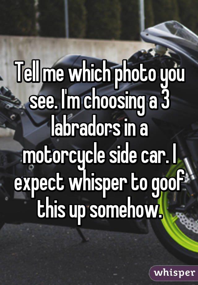 Tell me which photo you see. I'm choosing a 3 labradors in a motorcycle side car. I expect whisper to goof this up somehow.