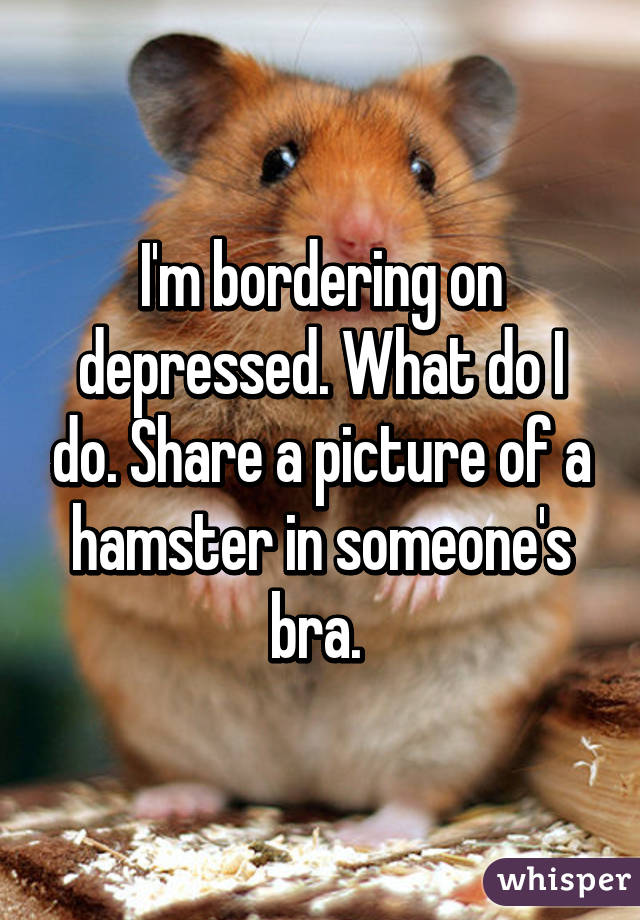 I'm bordering on depressed. What do I do. Share a picture of a hamster in someone's bra. 