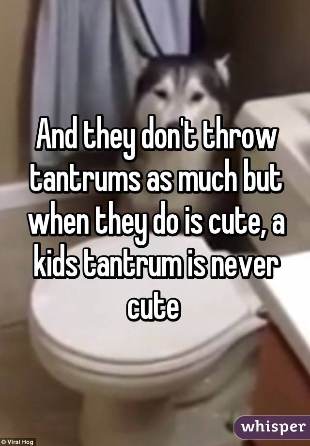 And they don't throw tantrums as much but when they do is cute, a kids tantrum is never cute 