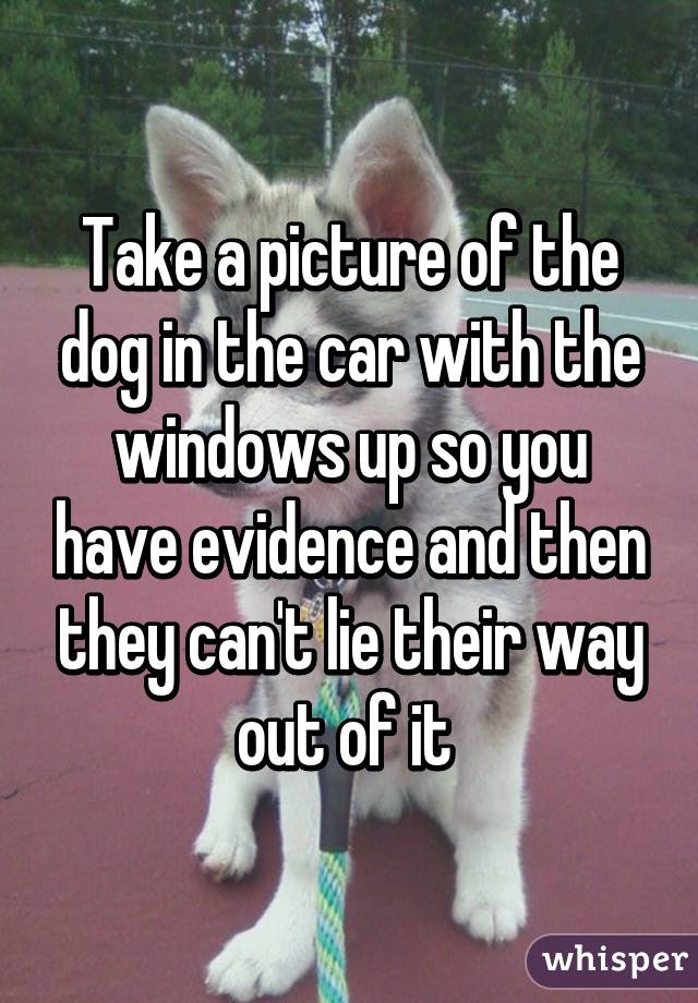 Take a picture of the dog in the car with the windows up so you have evidence and then they can't lie their way out of it 