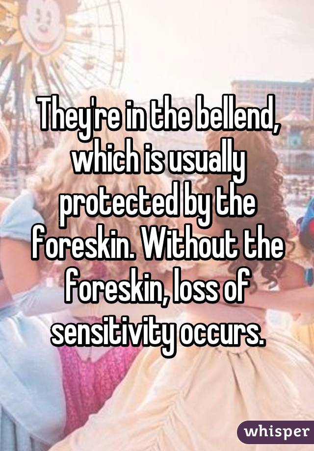 They're in the bellend, which is usually protected by the foreskin. Without the foreskin, loss of sensitivity occurs.