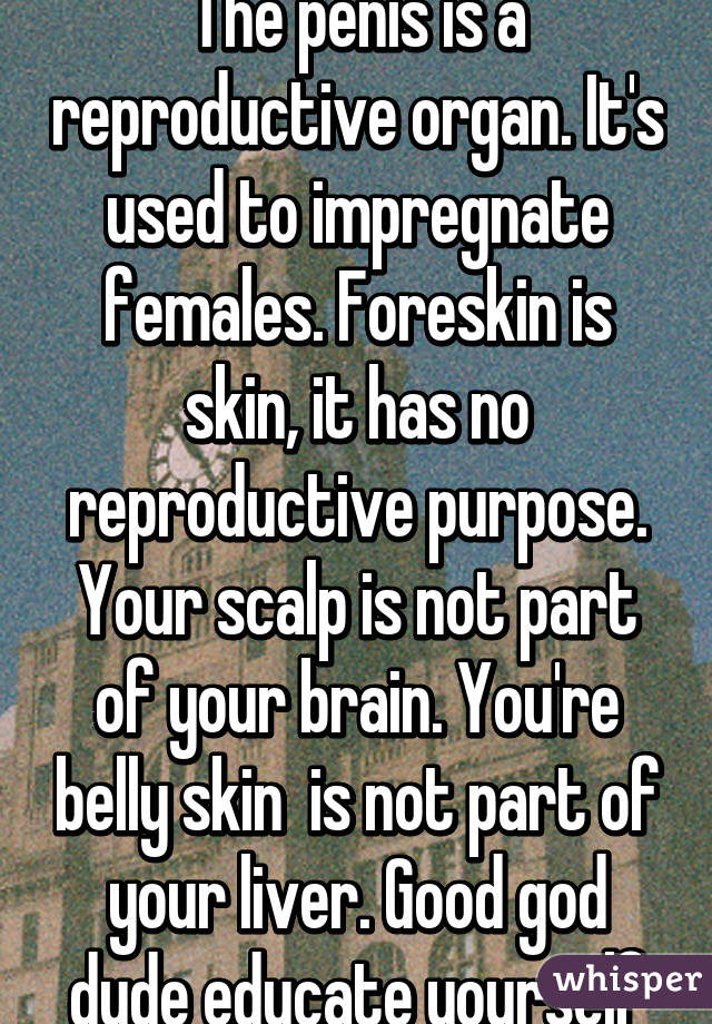 The penis is a reproductive organ. It's used to impregnate females. Foreskin is skin, it has no reproductive purpose. Your scalp is not part of your brain. You're belly skin  is not part of your liver. Good god dude educate yourself