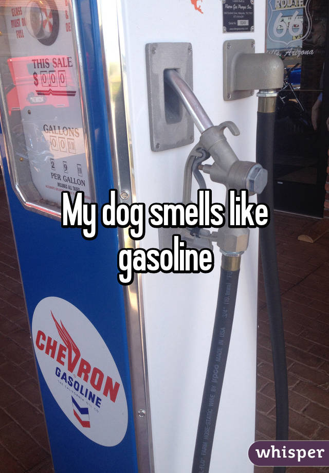 My dog smells like gasoline