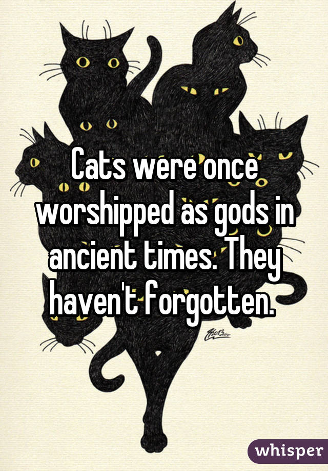 Cats were once worshipped as gods in ancient times. They haven't forgotten. 