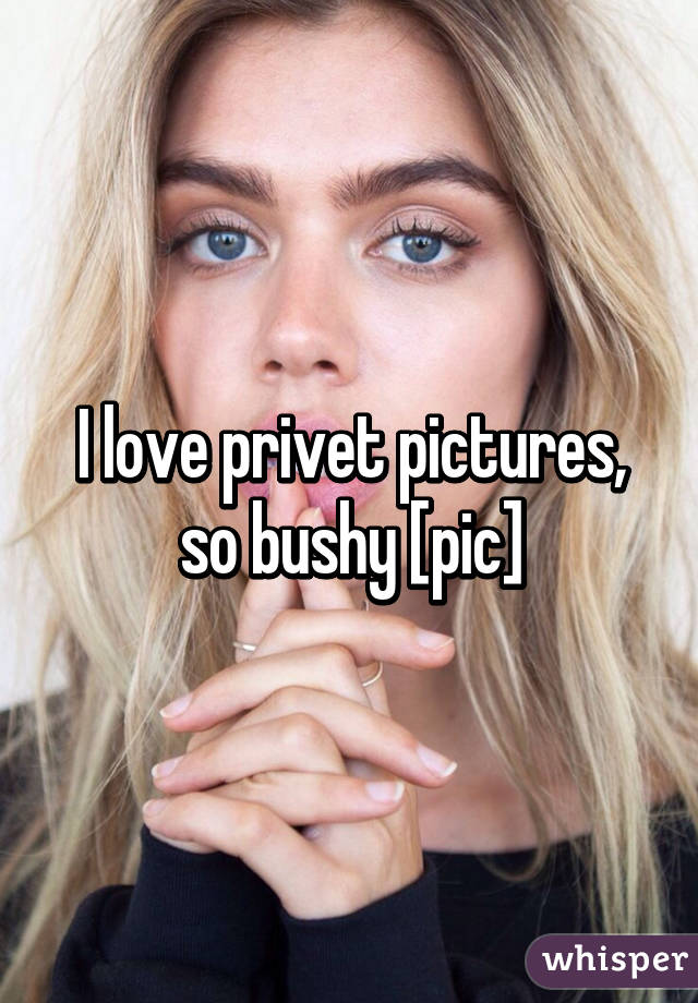 I love privet pictures, so bushy [pic]