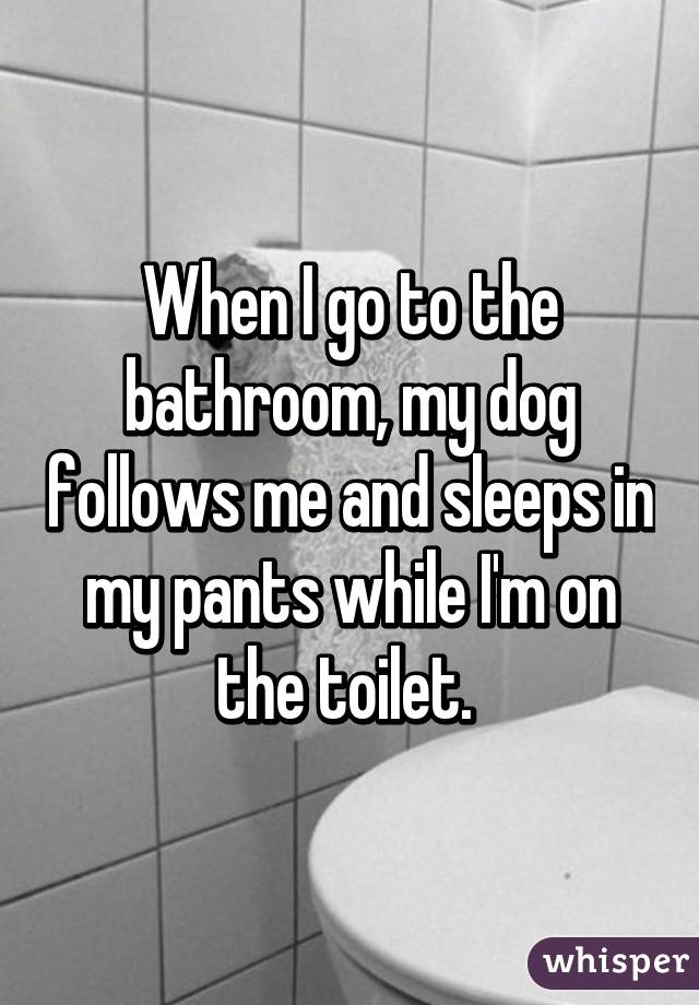 When I go to the bathroom, my dog follows me and sleeps in my pants while I'm on the toilet. 