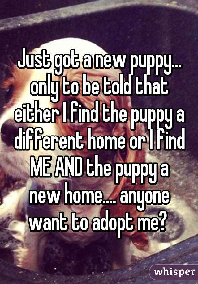 Just got a new puppy... only to be told that either I find the puppy a different home or I find ME AND the puppy a new home.... anyone want to adopt me? 