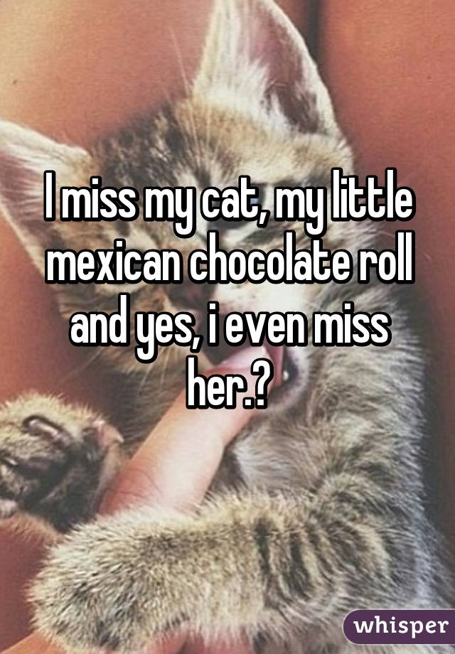 I miss my cat, my little mexican chocolate roll and yes, i even miss her.😞
