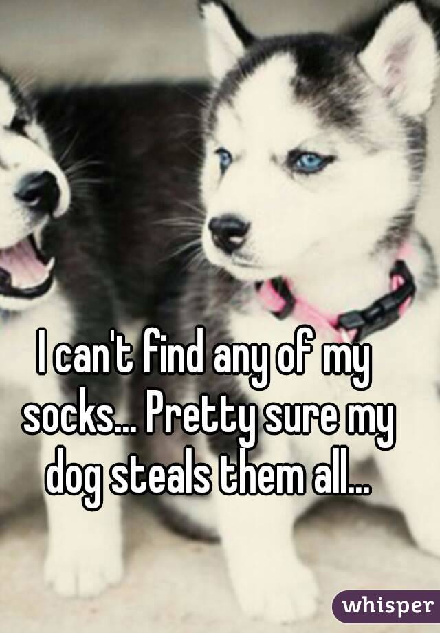 I can't find any of my socks... Pretty sure my dog steals them all...