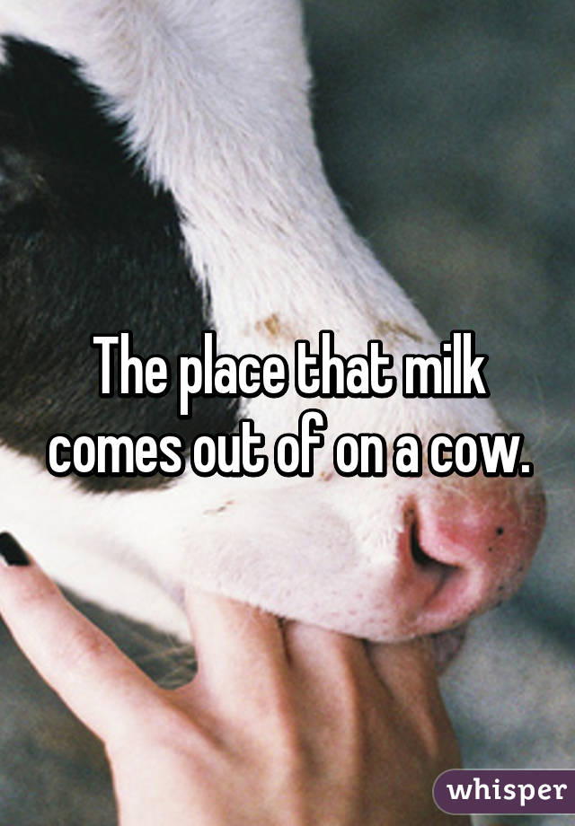 The place that milk comes out of on a cow.