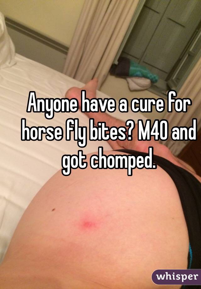 Anyone have a cure for horse fly bites? M40 and got chomped.