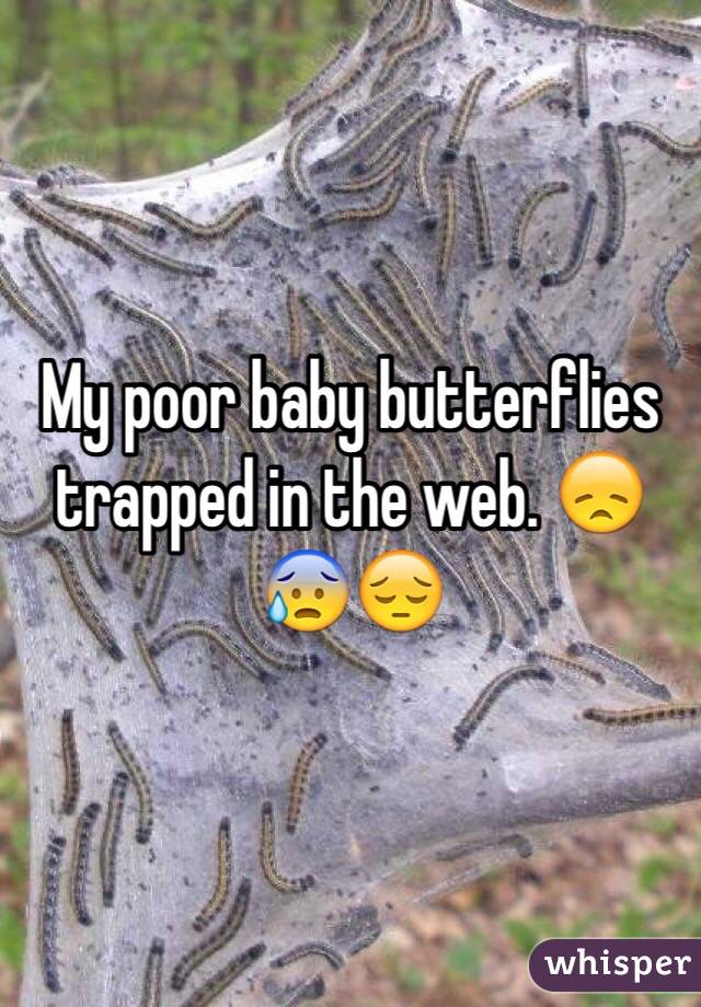 My poor baby butterflies trapped in the web. 😞😰😔