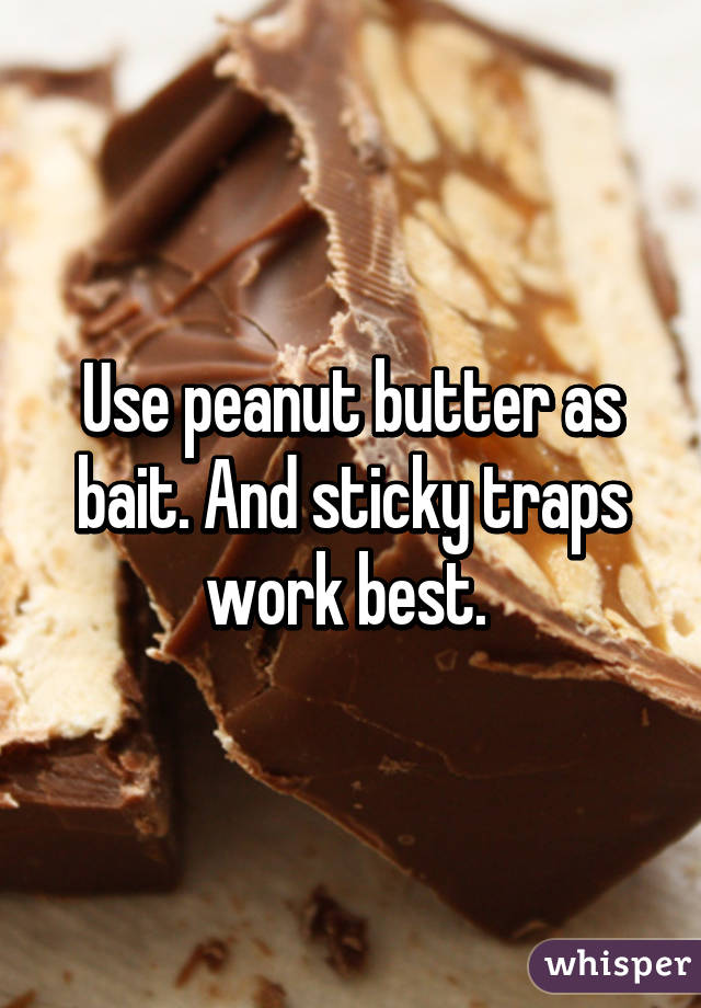 Use peanut butter as bait. And sticky traps work best. 