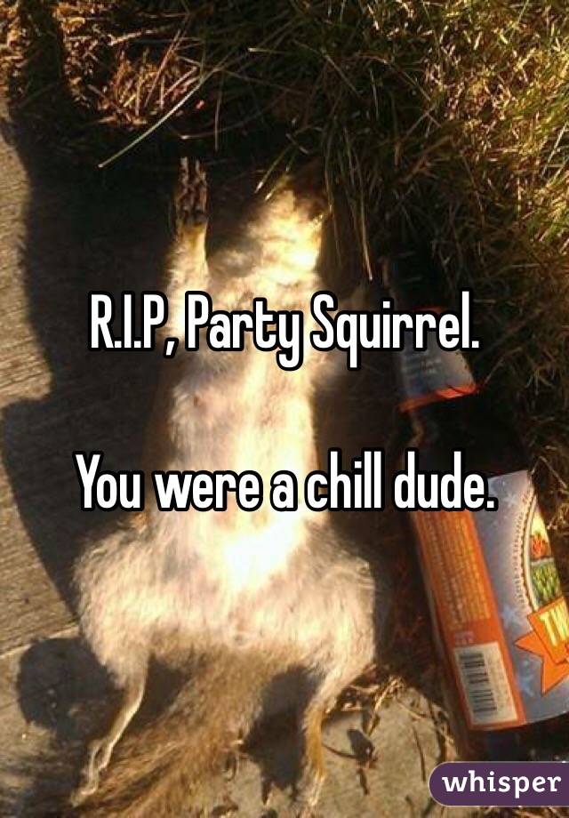 R.I.P, Party Squirrel.

You were a chill dude.