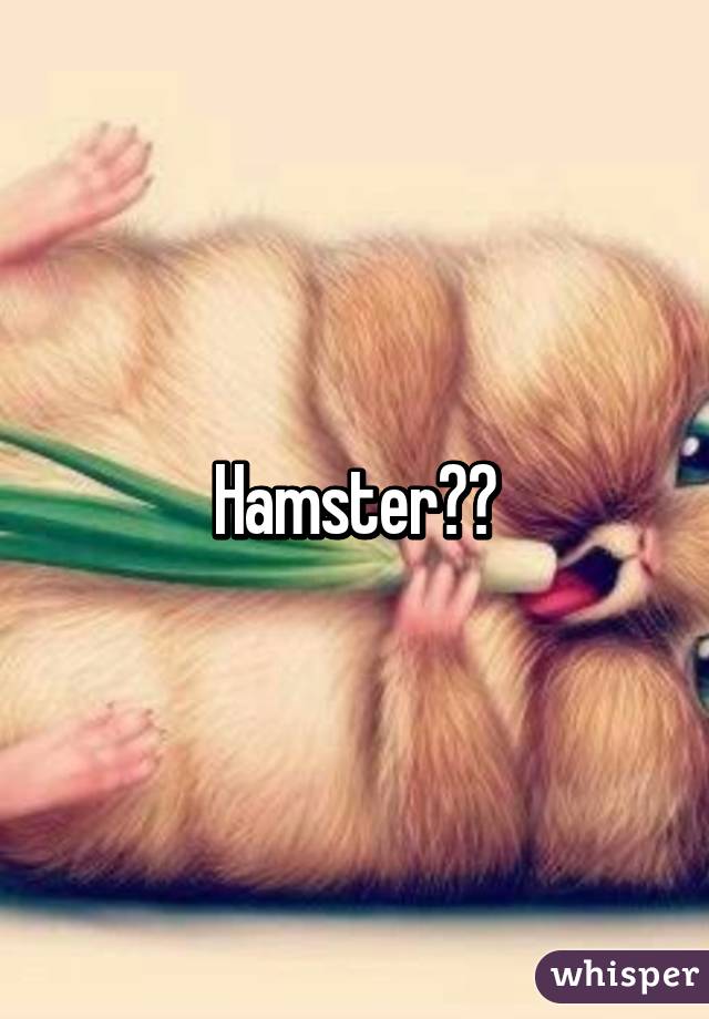 Hamster??