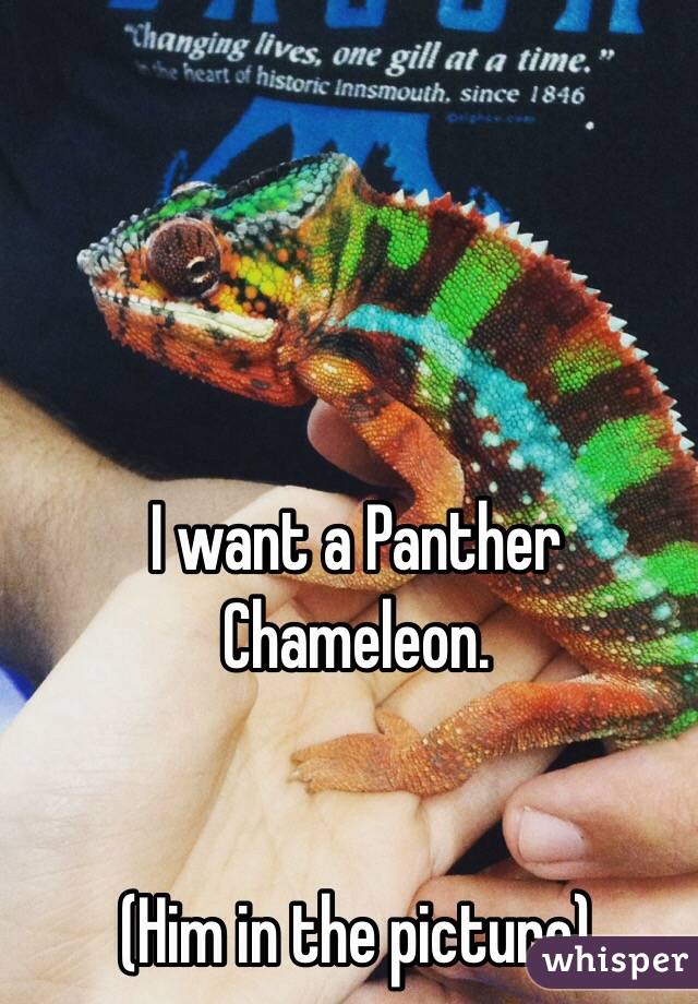 I want a Panther Chameleon. 


(Him in the picture)