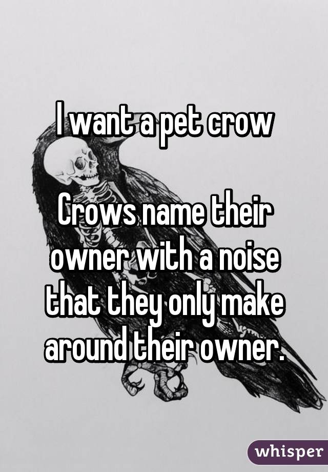 I want a pet crow

Crows name their owner with a noise that they only make around their owner.