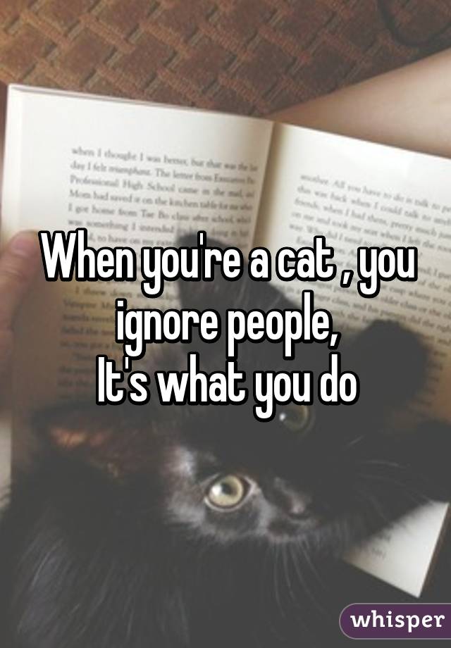 When you're a cat , you ignore people,
It's what you do