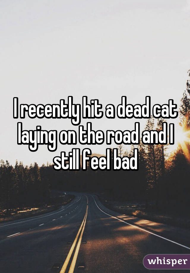 I recently hit a dead cat laying on the road and I still feel bad