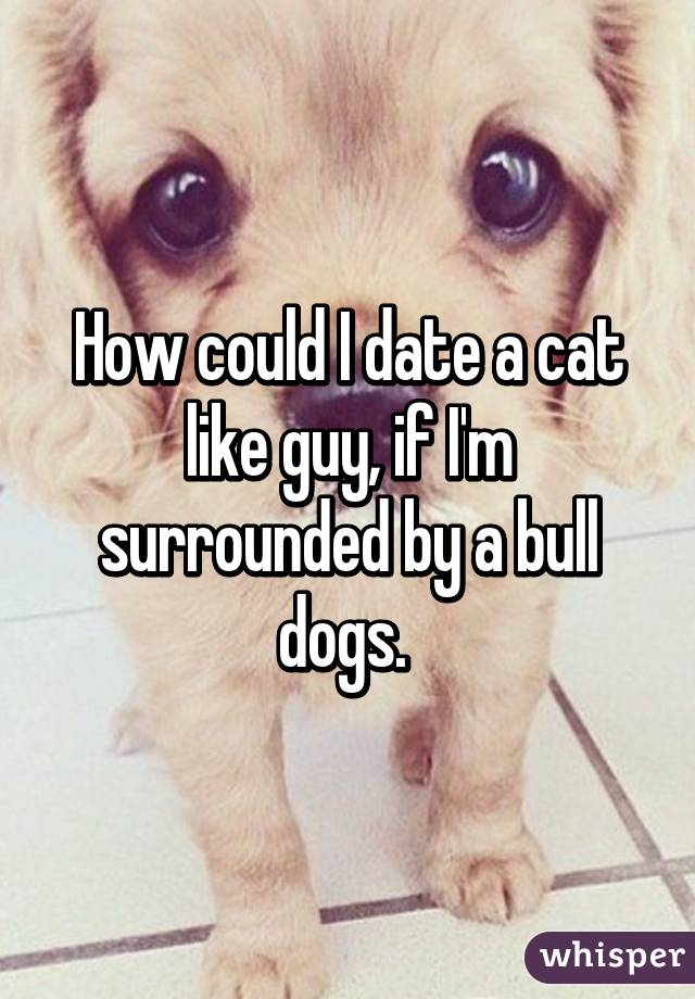 How could I date a cat like guy, if I'm surrounded by a bull dogs. 