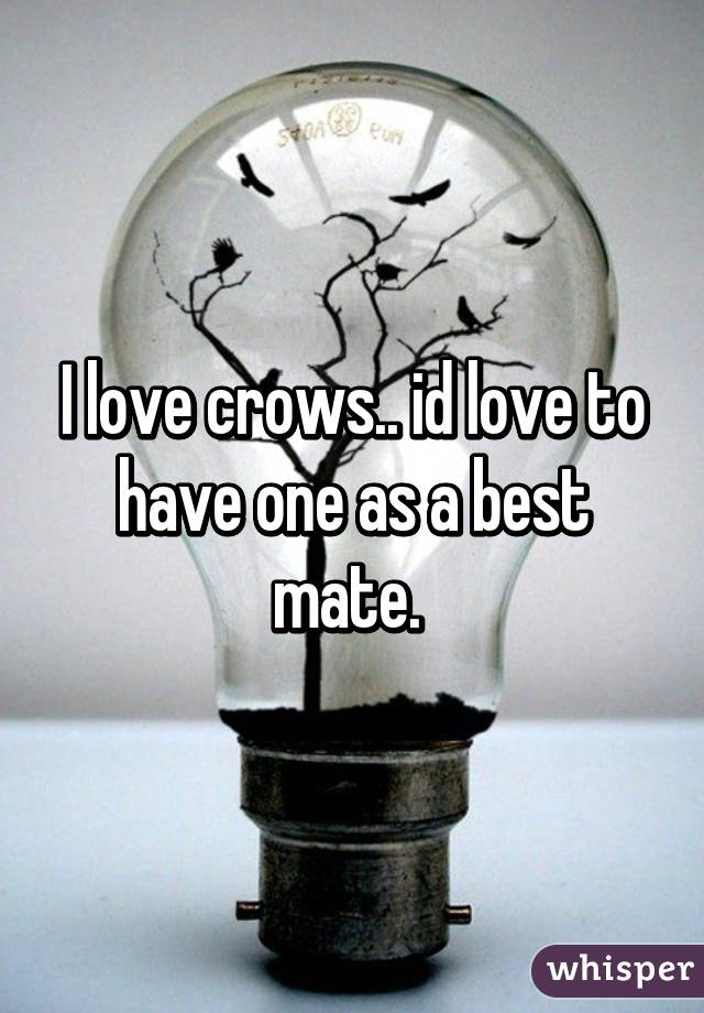 I love crows.. id love to have one as a best mate. 