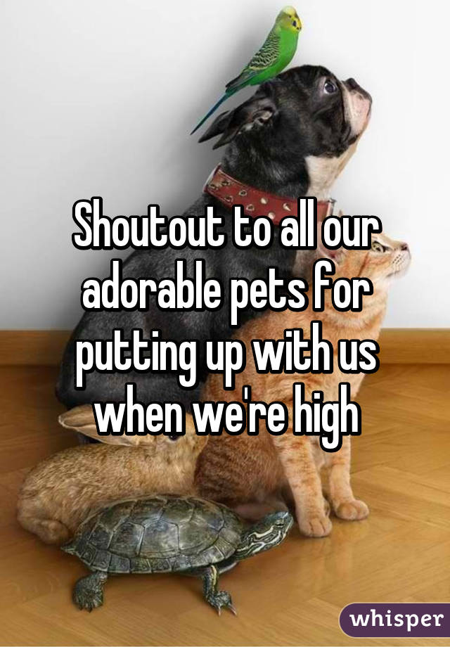 Shoutout to all our adorable pets for putting up with us when we're high