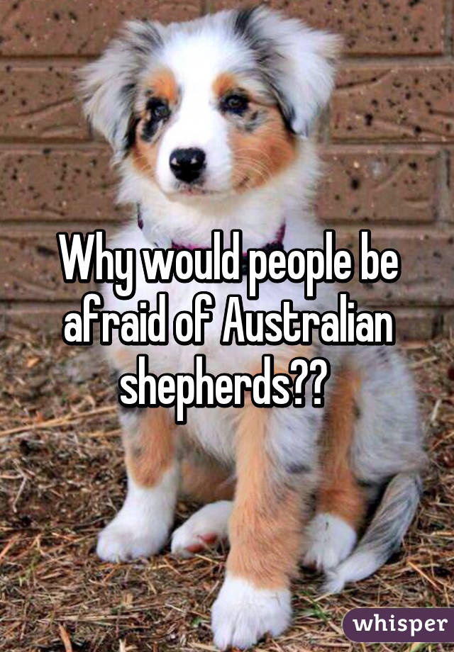 Why would people be afraid of Australian shepherds?? 