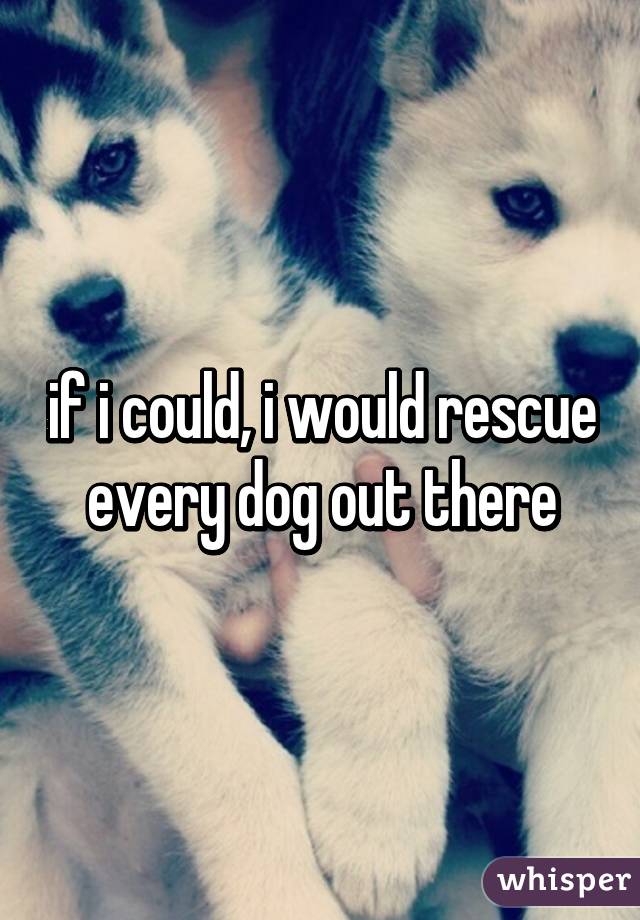 if i could, i would rescue every dog out there