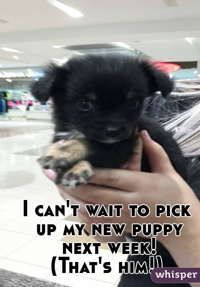 I can't wait to pick up my new puppy next week!
(That's him!)