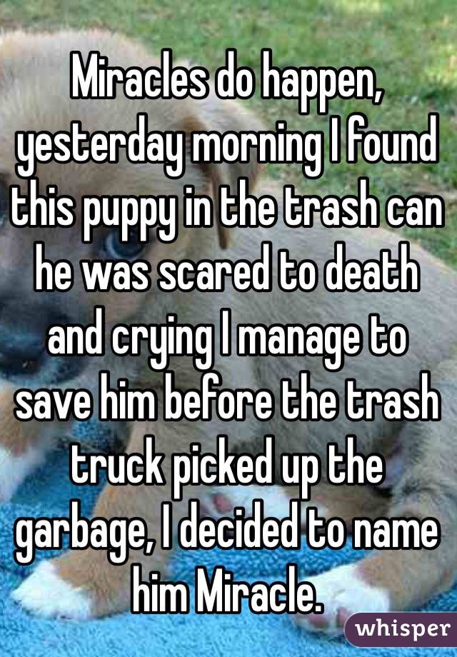 Miracles do happen, yesterday morning I found this puppy in the trash can he was scared to death and crying I manage to save him before the trash truck picked up the garbage, I decided to name him Miracle.