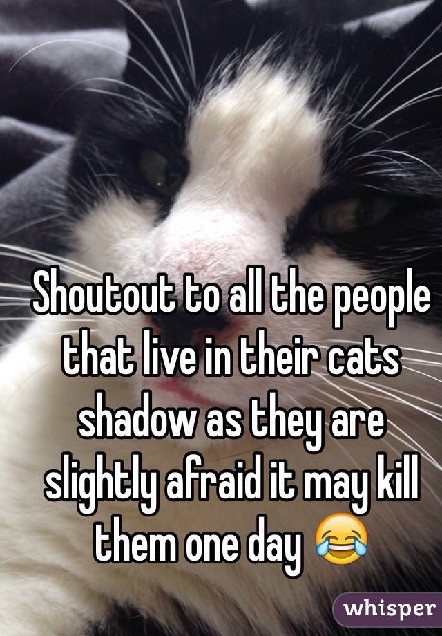 Shoutout to all the people that live in their cats shadow as they are slightly afraid it may kill them one day 😂