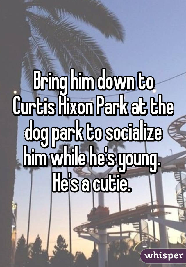 Bring him down to Curtis Hixon Park at the dog park to socialize him while he's young.  He's a cutie. 