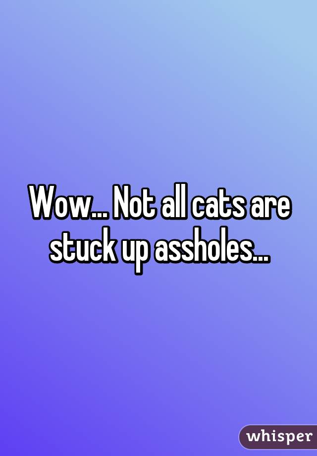 Wow... Not all cats are stuck up assholes...