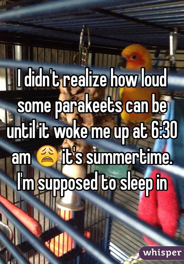 I didn't realize how loud some parakeets can be until it woke me up at 6:30 am 😩 it's summertime. I'm supposed to sleep in