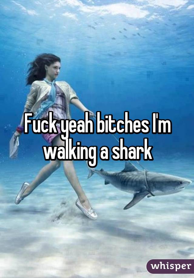 Fuck yeah bitches I'm walking a shark