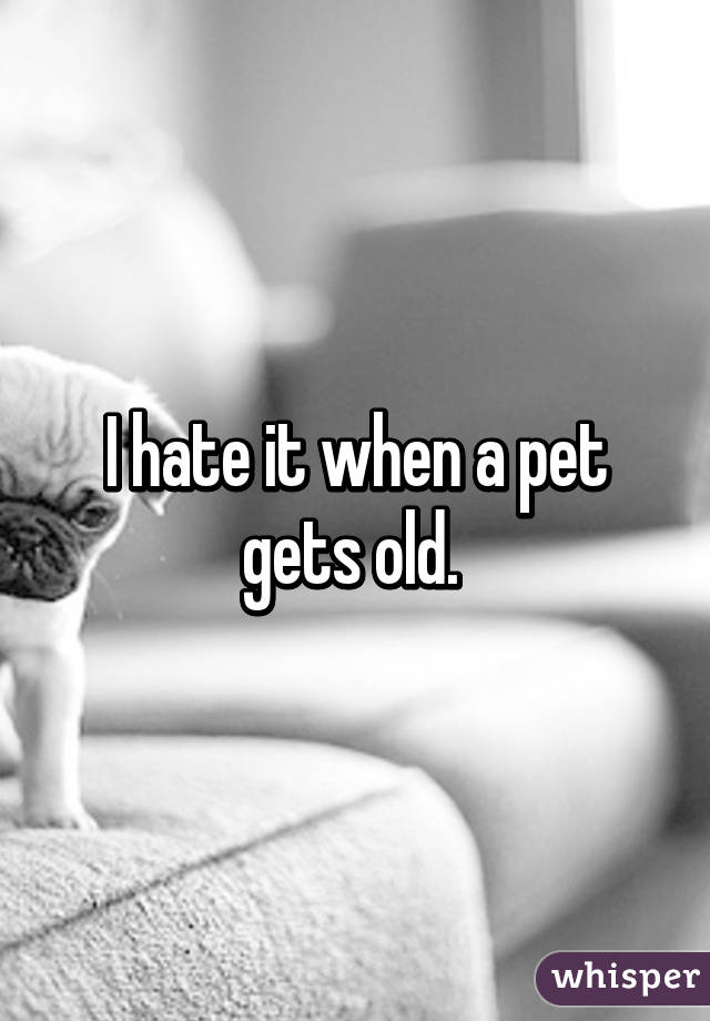 I hate it when a pet gets old. 