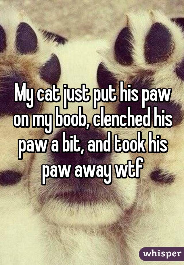 My cat just put his paw on my boob, clenched his paw a bit, and took his paw away wtf