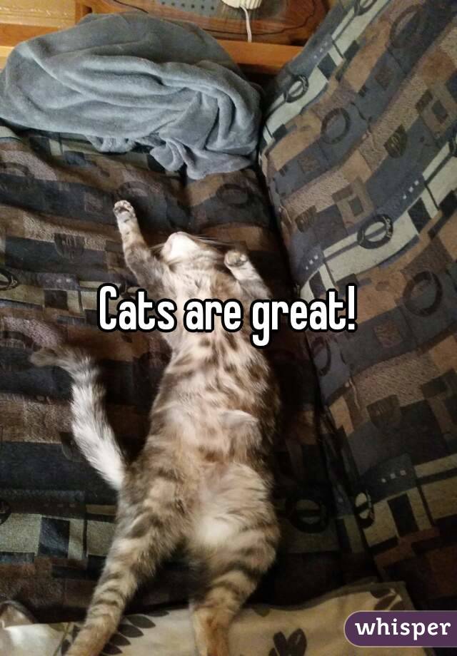 Cats are great!