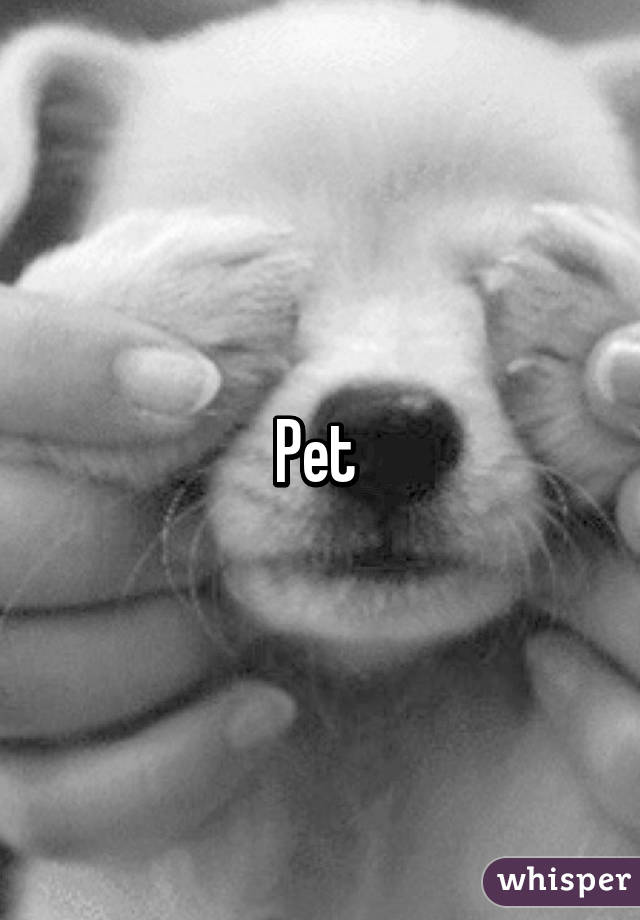 Pet 