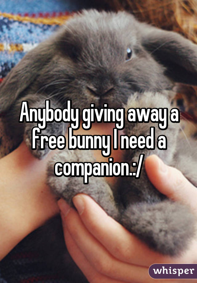 Anybody giving away a free bunny I need a companion.:/