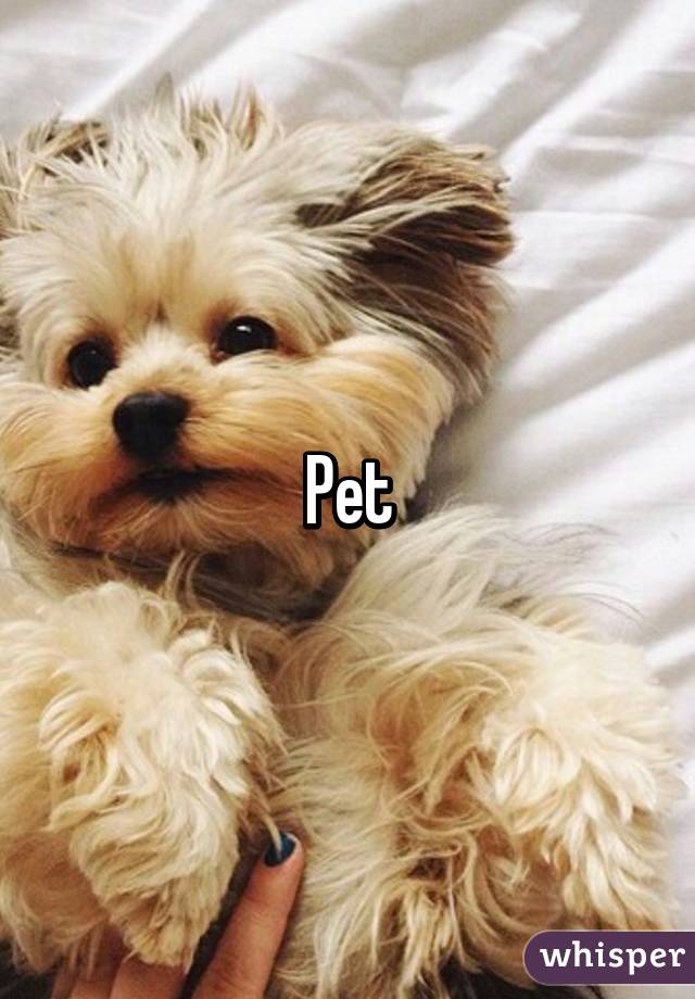 Pet