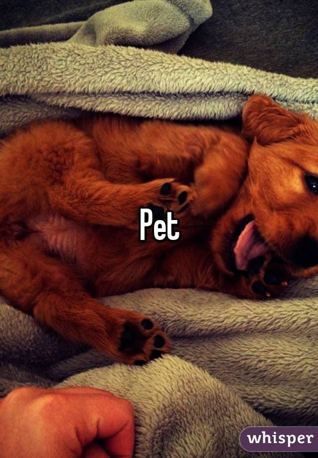 Pet