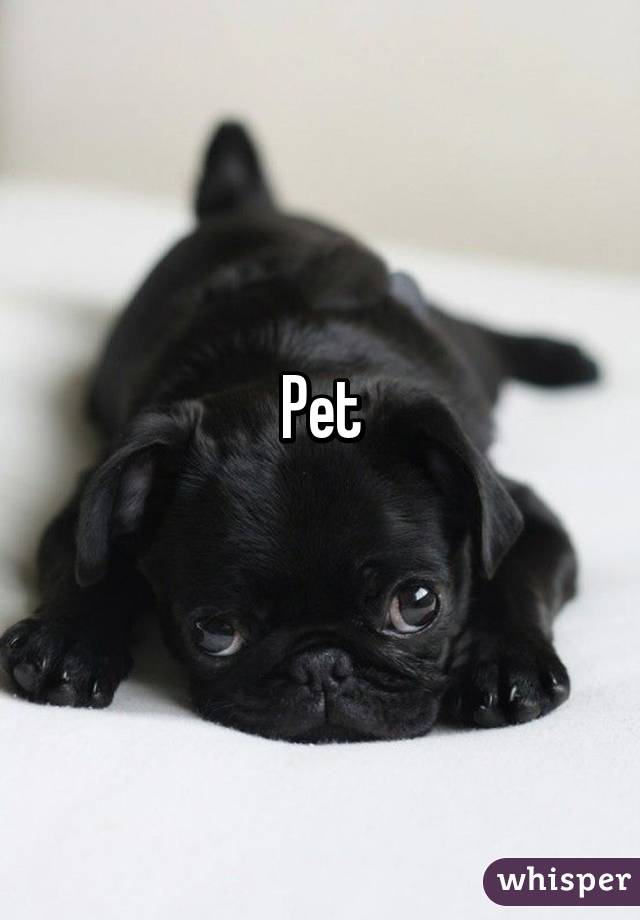 Pet
