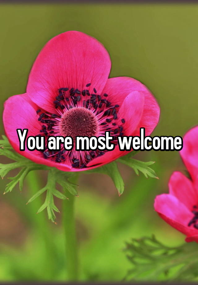 you-are-most-welcome