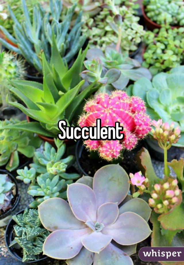 Succulent 