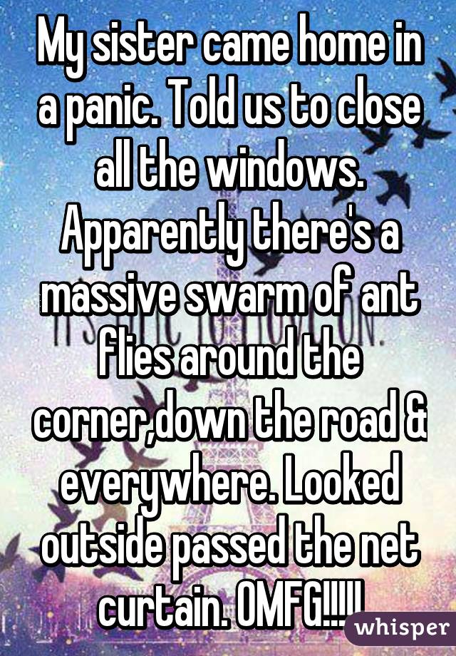 My sister came home in a panic. Told us to close all the windows. Apparently there's a massive swarm of ant flies around the corner,down the road & everywhere. Looked outside passed the net curtain. OMFG!!!!!