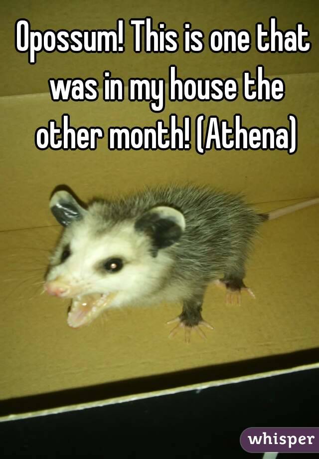 Opossum! This is one that was in my house the other month! (Athena)