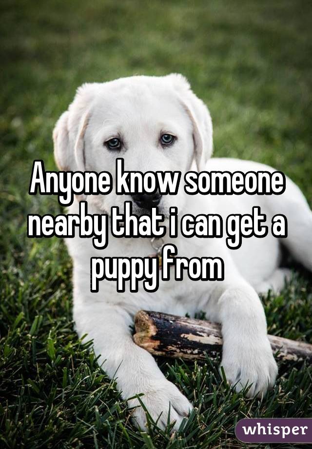 Anyone know someone nearby that i can get a puppy from